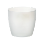 brussels orchid 12,5cm transparente